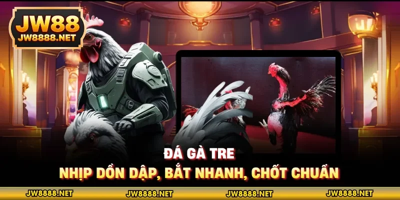Đá gà tre - Nhịp dồn dập, bắt nhanh, chốt chuẩn